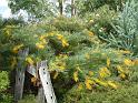 Grevillea Golden Lyre